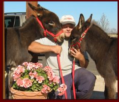 Click photo of miniature donkey to enlarge image