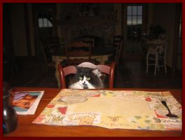 Kitty waiting for dinner