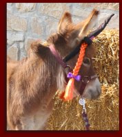 Click photo of miniature donkey to enlarge image