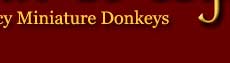 Welcome to Fleur de Lys Farm ~ Fancy Miniature Donkeys in Verona, Wisconsin