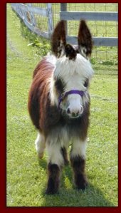 Click photo to enlarge image