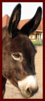 Click photo to enlarge image